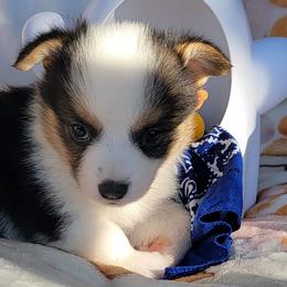 Navy blue bandana boy - Black and tan male Pembroke Welsh Corgi puppy in Cherokee, Oklahoma from MCS Farms-OK