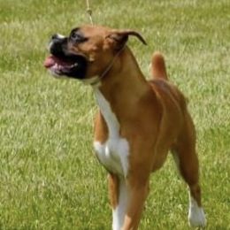 Boxers and English Foxhounds from Park Avenue Kennels