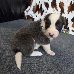 Gemini - Blue female Border Collie puppy in Gary, Indiana from Lake Ridge Border Collies