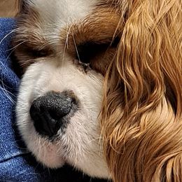 Cavalier King Charles Spaniels from John's Cavaliers