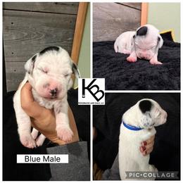 Boy 3 - White and black male Dalmatian puppy in Colome, South Dakota from KB Ridgebacks and Dals, LLC