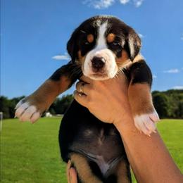 Yellow Girl, Patriot - Black, white and red female Greater Swiss Mountain Dog puppy in Edinboro, Pennsylvania from Greater Swiss of Whitetail Acres