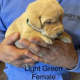 Labrador Retriever Puppies from Farmers Creek Kennels