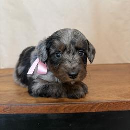Rose - Blue merle female Aussiedoodle puppy in Eastland, Texas from H5 Mini Doodles