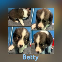 Betty - Sable and white female Shetland Sheepdog puppy in Pensacola, Florida from Nancy Barger's Siberian Huskies