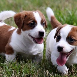 Russell Terriers from Brightjacks Shortiejacks