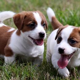 Russell Terriers from Brightjacks Shortiejacks