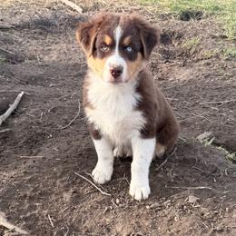Finn - Red tri-color male Australian Shepherd puppy in Jeddo, Michigan from Blue Water Aussies