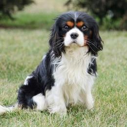 Kyle - Cavalier King Charles Spaniel