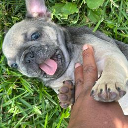 French Bulldog Puppies from Tuscaloosa Frenchies