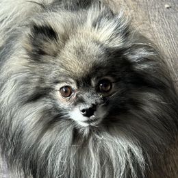 Logan - Pomeranian