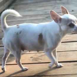 Pip - Chihuahua