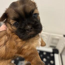 Bear - Red male Shih Tzu puppy in Ridgecrest, California from Love4Shihtzu