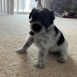 Rocket-Baby boy 2 - Parti male Miniature Schnauzer puppy in Sacramento, California from Valdez Mini Schnauzers