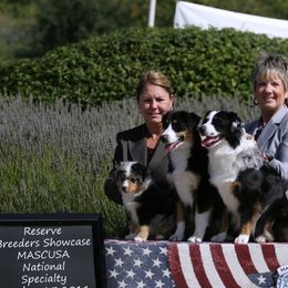 Miniature American Shepherd All Grown Up from Treasures Miniature American Shepherds
