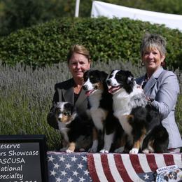Miniature American Shepherd All Grown Up from Treasures Miniature American Shepherds