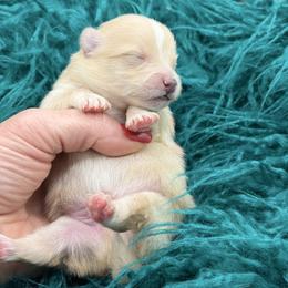 Stripe - Cream male Pomeranian puppy in Franklin, North Carolina from A&J Cutie Pawtooties