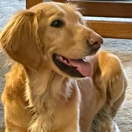 Golden Retrievers from Dakota Timber