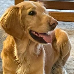 Golden Retrievers from Dakota Timber