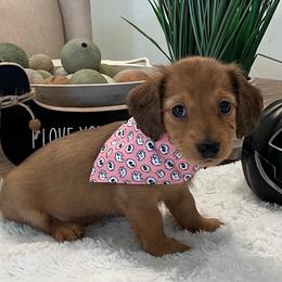 Penny - Red female Dachshund puppy in Menifee, California from Dachshunds in SoCal