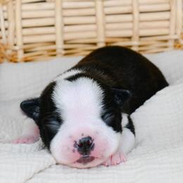 Chichi - Black and white female Boston Terrier puppy in Plymouth, New Hampshire from Punk Kennels