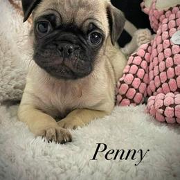 Penny - Fawn female Pug puppy in Hesperia, California from Amatskennel - Stubby Tails Ranch