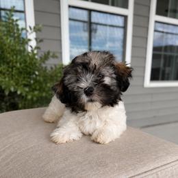 Miley - Black and white female Havanese puppy in Franklinton, North Carolina from Happytailspuppies