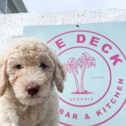 Theodosia - Cream female Goldendoodle puppy in Tybee Island, Georgia from Castaway Doodles