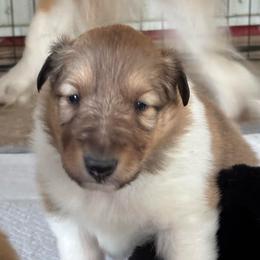 Denver - Sable and white male Collie puppy in Norris City, Illinois from Hoskins Collies
