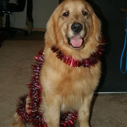 Golden Retriever and Labrador Retriever All Grown Up from Mulberry Retrievers