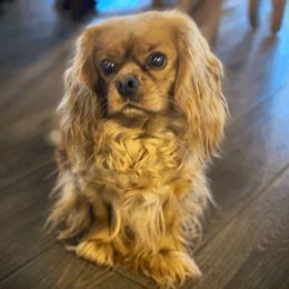 Daisy - Cavalier King Charles Spaniel