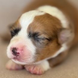 Girl 1 - Red female Pembroke Welsh Corgi puppy in Huntington Beach, California from Gingerbread