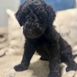 Horizon - Black male Goldendoodle puppy in Lake City, Florida from Dream Hollow Farm