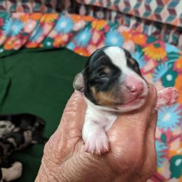 Girl 1 - Black and tan Dachshund puppy in Sarasota County, Florida from Donna's Mini Joys