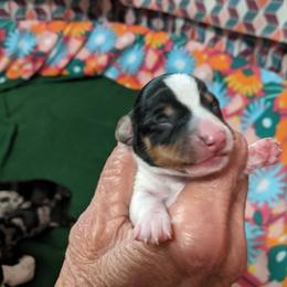 Girl 1 - Black and tan Dachshund puppy in Sarasota County, Florida from Donna's Mini Joys
