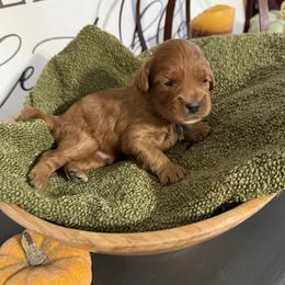 Mr Black - Red male Cavapoo puppy in Nampa,, Idaho from Clig Doodle Days