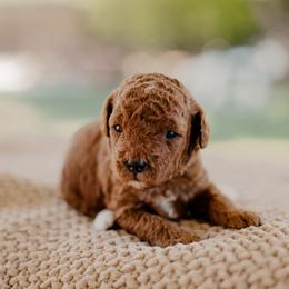 Goldendoodle and Sheepadoodle Puppies from Red River Goldendoodles
