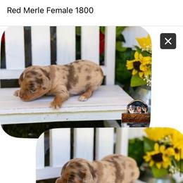 Inferno - Red merle male Miniature Australian Shepherd puppy in Granbury, Texas from Texas Miniature Aussies