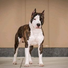 Kayo Kennel in Liberty Township, OH