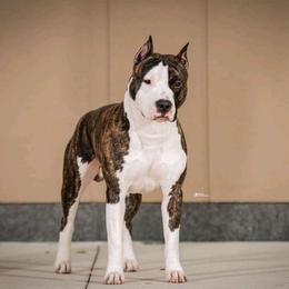 Kayo Kennel in Brownsville, TX
