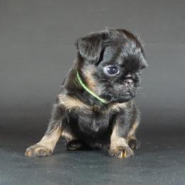 Green collar girl - Black and tan female Brussels Griffon puppy in Florida from Robin’s Griffons