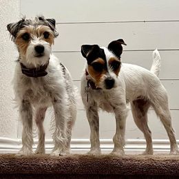 Russell Terriers from Seagull Limited JRTCA Jack Russell’s