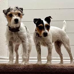 Russell Terriers from Seagull Limited JRTCA Jack Russell’s