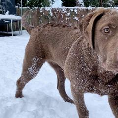 Chesapeake Bay Retrievers from Mason’s Chesapeake