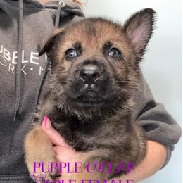 Purple collar - Sable female German Shepherd puppy in Canterbury, Connecticut from Nachtwaechter German Shepherds, LLC