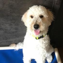 Archie - Goldendoodle