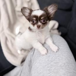 Liam CKC - Chocolate and white male Chihuahua puppy in Brooklyn, New York from Cuties 4 You