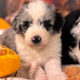 Aston - Blue merle female Aussiedoodle puppy in Dickerson, Maryland from Pawsome Aussie Doodles and Oodles