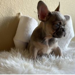 Cassie - French Bulldog puppy in San Francisco, California from Bossalini French Bulldogs
