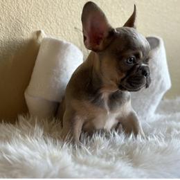 Cassie - French Bulldog puppy in San Francisco, California from Bossalini French Bulldogs